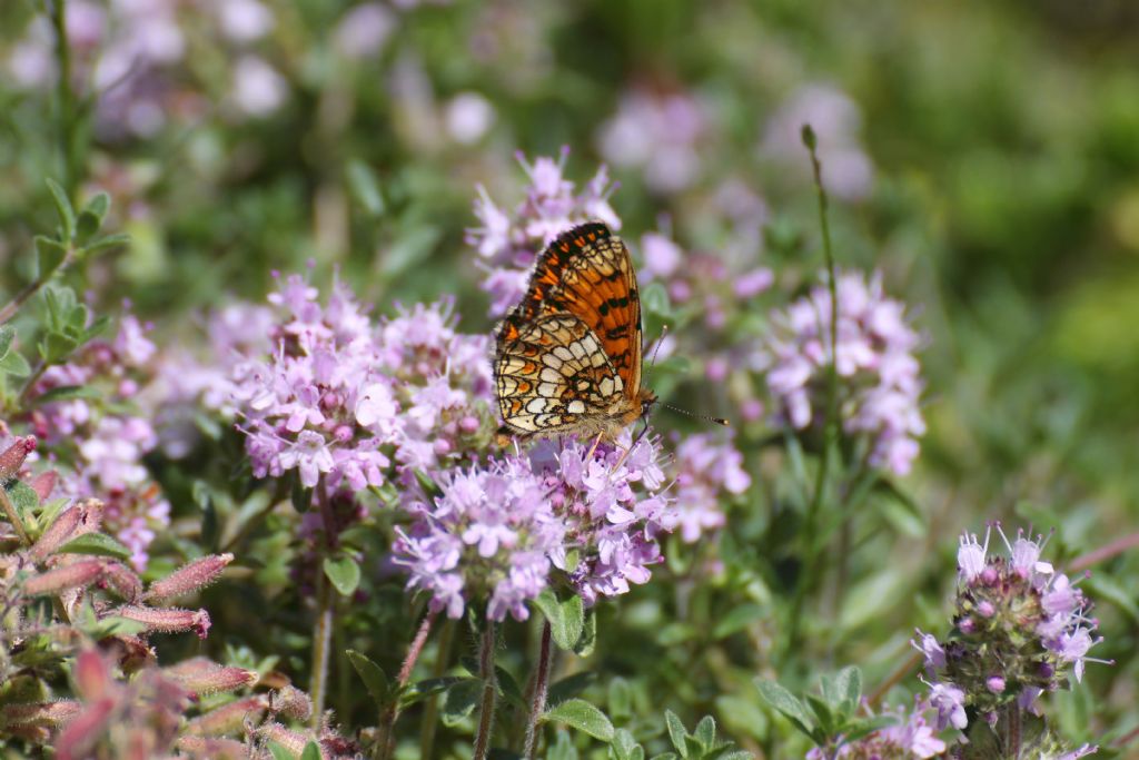 Melitaea athalia o aurelia? M. athalia